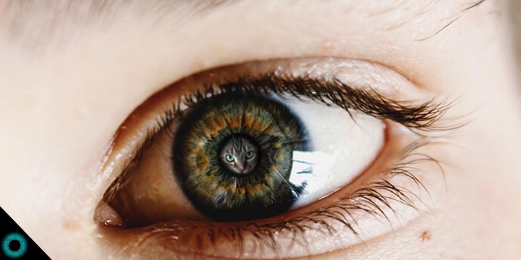 toxoplasmoza oculara