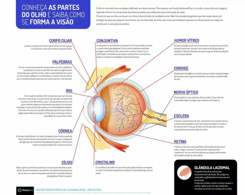 Conheça as principais partes do olho humano