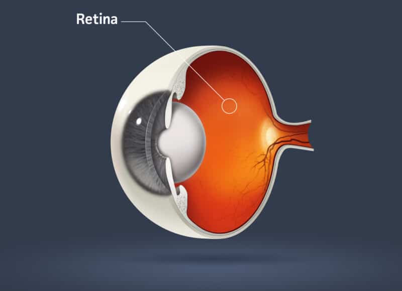 Ilustração indicando a retina, camadas da retina