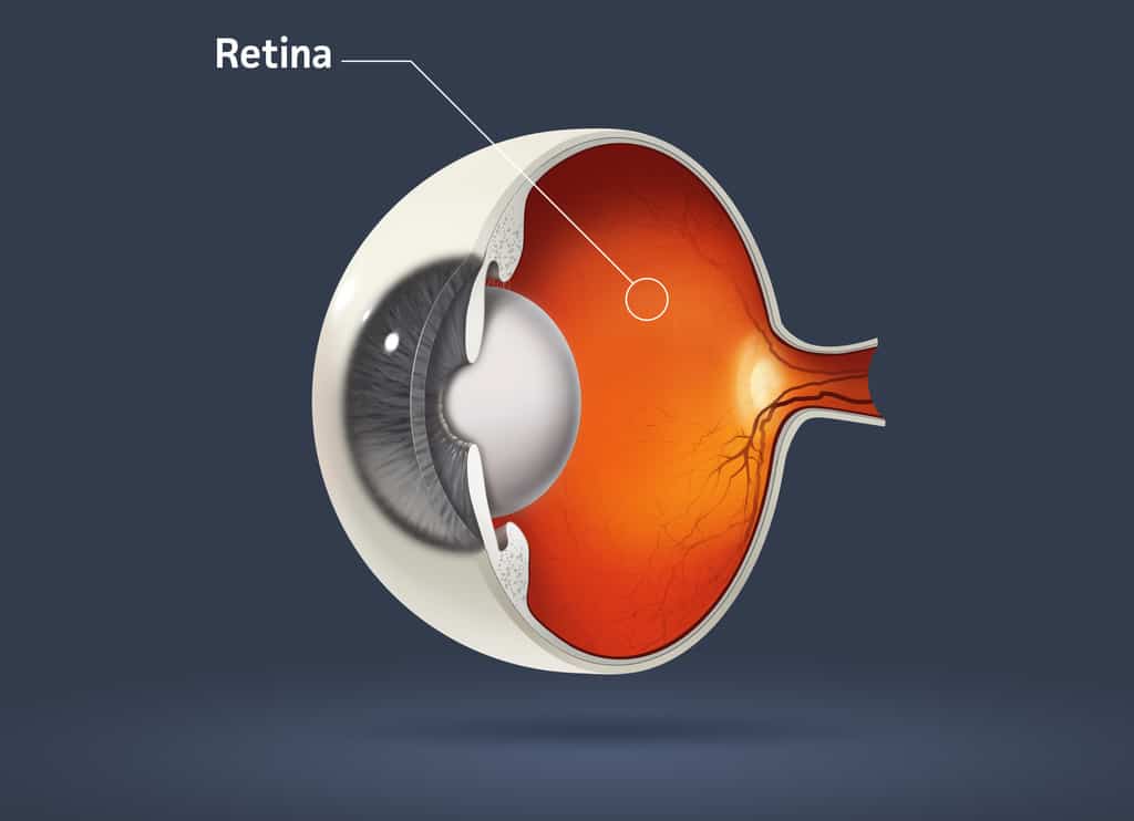 Quais são as camadas da retina?