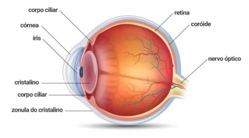 Representação gráfica da anatomia do olho humano, camadas da retina