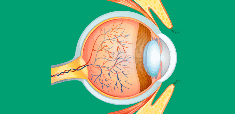 Infográfico: Conheça as partes do olho