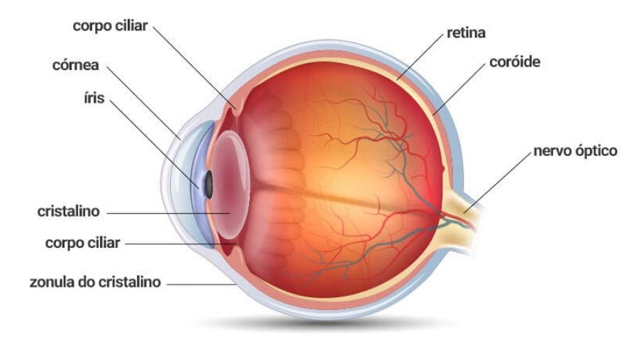 as principais partes do olho e as suas funções