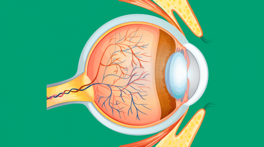 Infográfico: Conheça as partes do olho