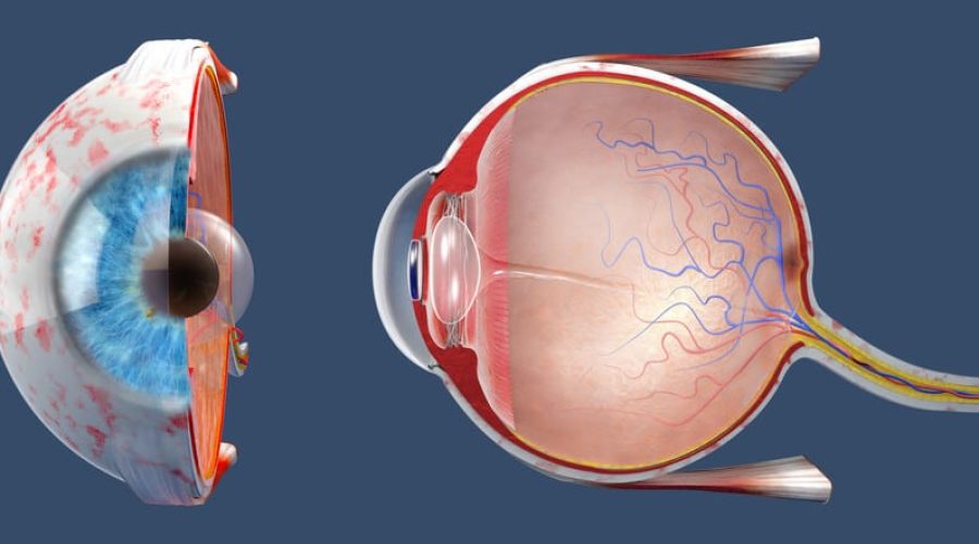 Representação gráfica da anatomia do olho humano, tratamento para deslocamento de retina